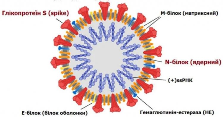 Мутации вируса в спайковом белке могут делать его более заразным