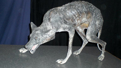 Откуда берутся чупакабры?